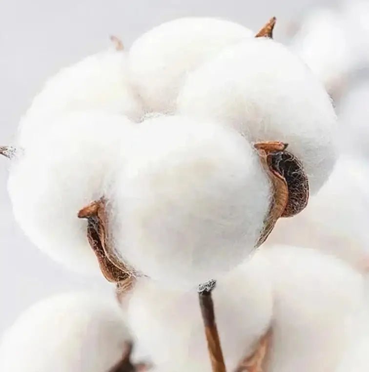 Boxing Is Love 2025 Summer New Boxing Brand BOX RAW Printed Boxing T-shirt Oversized Cotton Unisex Sports and Leisure - KC’s Way‼️🥊